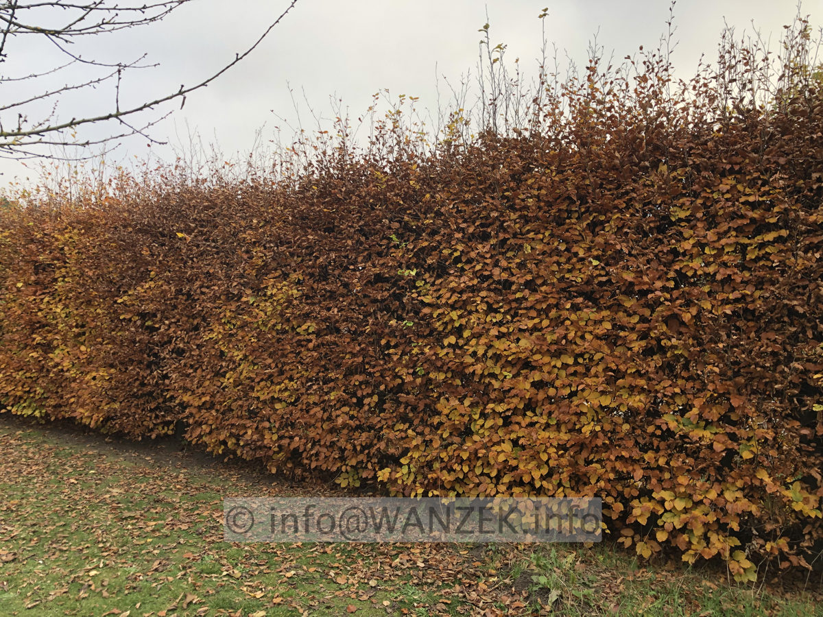 Fagus sylvatica - Herbst.jpg